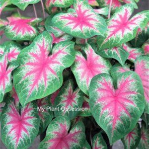 Caladium BULB 'Rosebud' Size#2(3 bulbs)